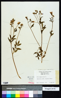 Polemonium reptans image