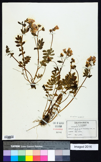 Polemonium reptans image