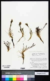 Polemonium viscosum image