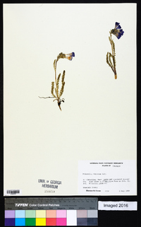 Polemonium viscosum image