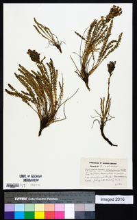 Polemonium viscosum image