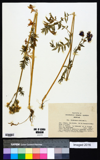 Polemonium caeruleum image