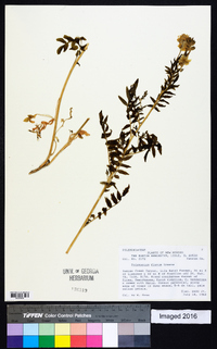 Polemonium foliosissimum var. flavum image