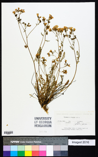 Polemonium pulcherrimum subsp. lindleyi image