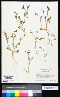 Polemonium micranthum image