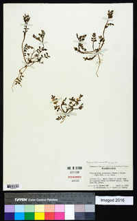 Polemonium micranthum image