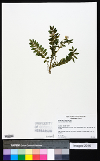 Polemonium pulcherrimum image