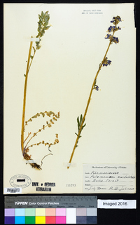 Polemonium occidentale image