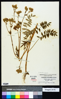 Polemonium van-bruntiae image