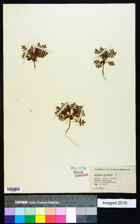 Ellisia nyctelea image