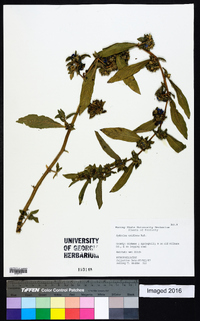 Hydrolea uniflora image