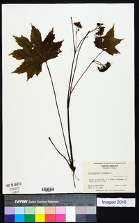 Hydrophyllum canadense image