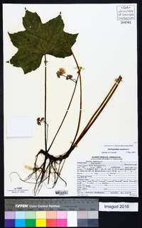 Aralia nudicaulis image