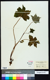 Hydrophyllum canadense image