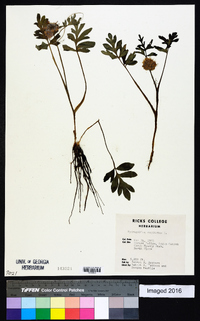 Hydrophyllum capitatum image