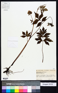 Hydrophyllum virginianum image