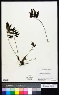 Hydrophyllum virginianum image