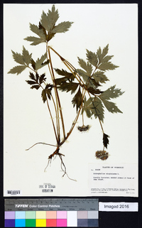 Hydrophyllum virginianum image