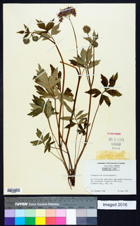 Hydrophyllum virginianum image