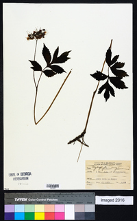 Hydrophyllum virginianum image