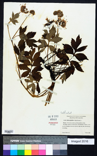 Hydrophyllum virginianum image