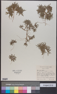 Nama densa var. parviflora image