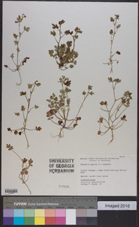 Nemophila aphylla image