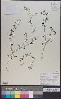 Nemophila breviflora image