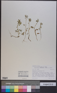 Nemophila breviflora image