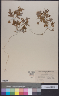 Nemophila kirtleyi image