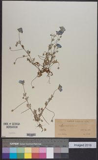 Nemophila menziesii image