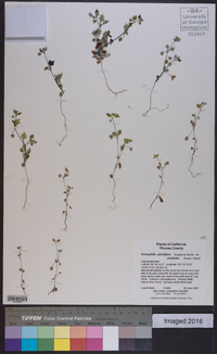 Nemophila parviflora image