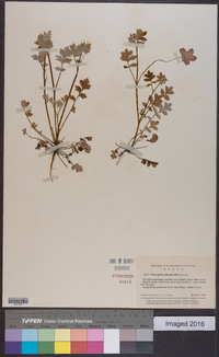 Nemophila phacelioides image