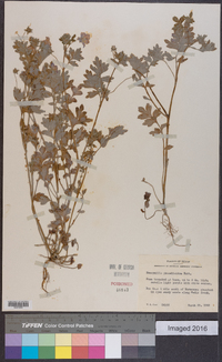 Nemophila phacelioides image