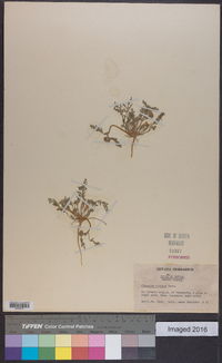 Phacelia bicolor image