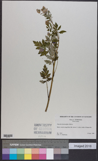 Phacelia bipinnatifida image