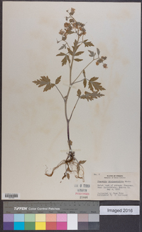 Phacelia bipinnatifida image