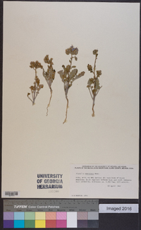 Phacelia crenulata image