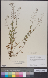 Phacelia dubia var. interior image