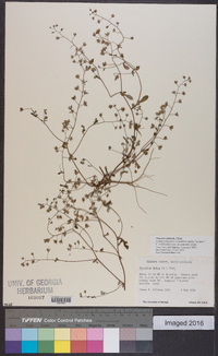 Phacelia dubia image