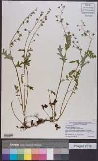 Phacelia fimbriata image