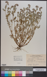 Phacelia gilioides image