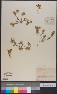 Phacelia glaberrima image