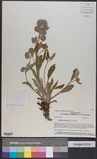 Phacelia hastata image