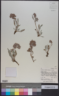 Phacelia hastata image