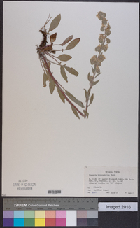 Phacelia heterophylla image