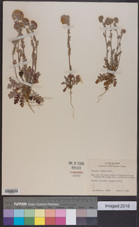 Phacelia hirsuta image