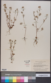 Phacelia hirsuta image