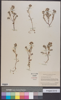 Phacelia hirsuta image