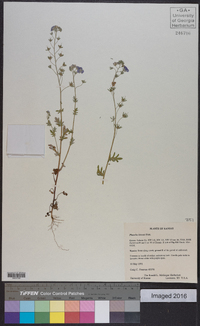 Phacelia hirsuta image